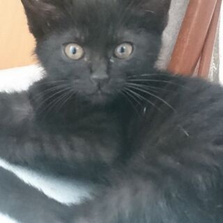 ２ヶ月オス子猫
