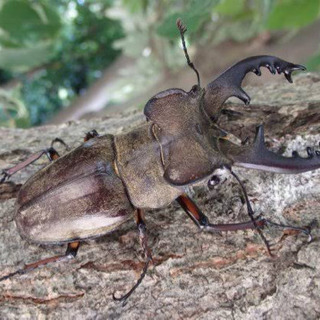 クワガタ採取