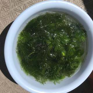 2名様限定☆マツモ　水草　アクアリウム