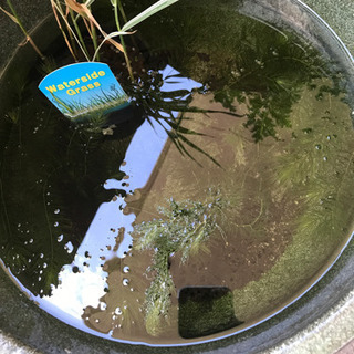 2名様限定☆マツモ　水草　アクアリウムの画像