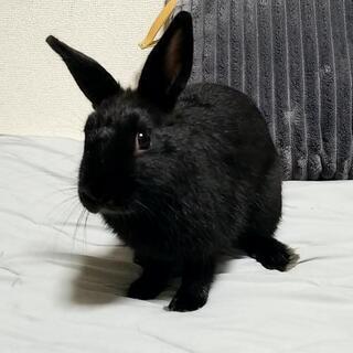 仔うさぎ ネザーランドドワーフ(黒)