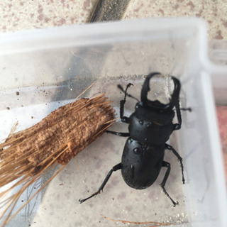 7/17採取ノコギリクワガタ等100円〜