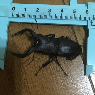7/17採取ノコギリクワガタ等100円〜の画像