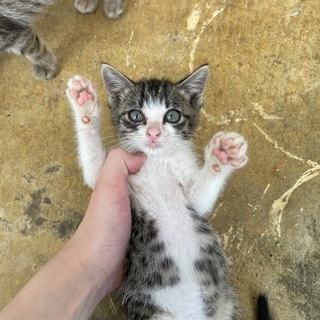 野良猫の子供。姉妹の妹、優しい飼い主さん探しています。