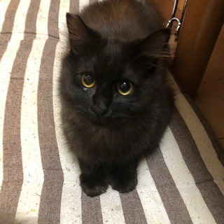 黒猫ちぃ BonBon Cat / ボンボンキャット（黒猫）ストラップ