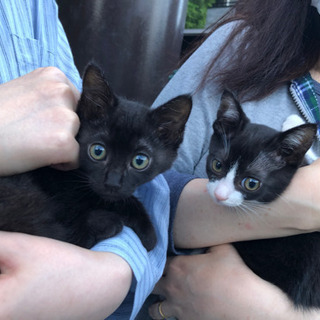雨の中、保護した姉妹猫