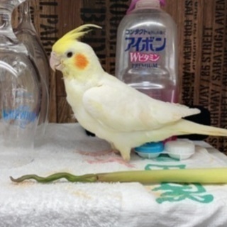 オカメインコ　ルチノーが迷子になりました