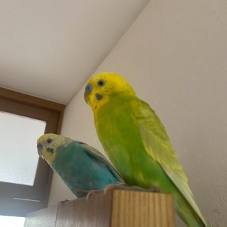 セキセイインコについて - 手伝って/助けて