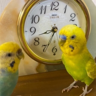 セキセイインコについて - 狛江市