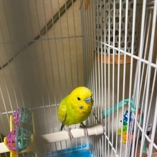 セキセイインコについて − 東京都