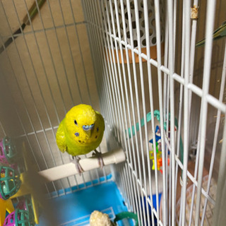 セキセイインコについて