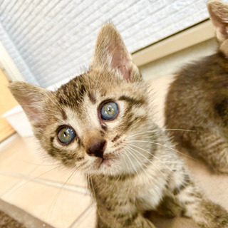 里親募集！生後1か月の仔猫ちゃん3匹【お話中。一旦募集休止します】