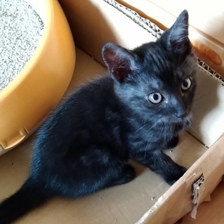 子猫の飼い主さんを探してます。