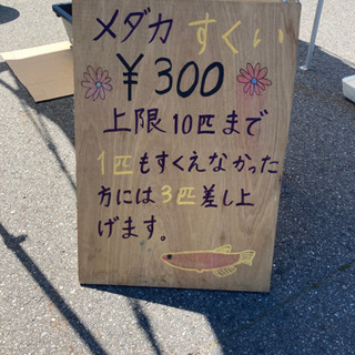 めだか販売⑧ かぐや姫　つくば市の画像