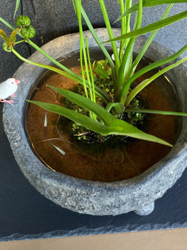☆杜のメダカ☆★メダカ飼育にオススメ。詫び草のある生活★20センチ陶器
