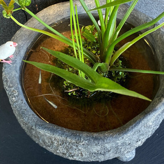 ☆杜のメダカ☆★メダカ飼育にオススメ。詫び草のある生活★20センチ陶器の画像