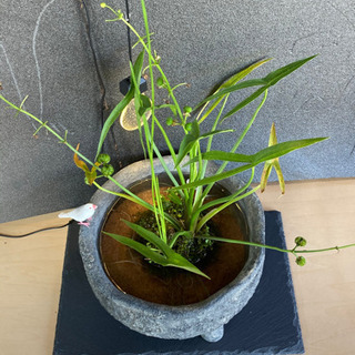 ☆杜のメダカ☆★メダカ飼育にオススメ。詫び草のある生活★20センチ陶器の画像