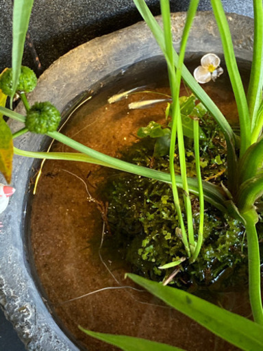 ☆杜のメダカ☆★メダカ飼育にオススメ。詫び草のある生活★20センチ陶器