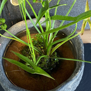 ☆杜のメダカ☆★メダカ飼育にオススメ。詫び草のある生活★20センチ陶器の画像