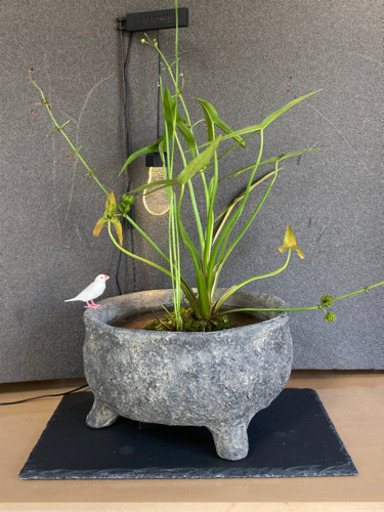 ☆杜のメダカ☆★メダカ飼育にオススメ。詫び草のある生活★20センチ陶器