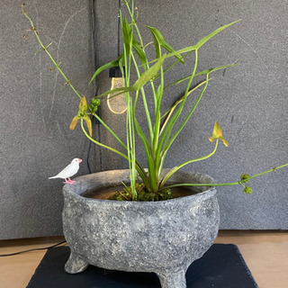 ☆杜のメダカ☆★メダカ飼育にオススメ。詫び草のある生活★20センチ陶器