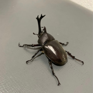 カブトムシ オス