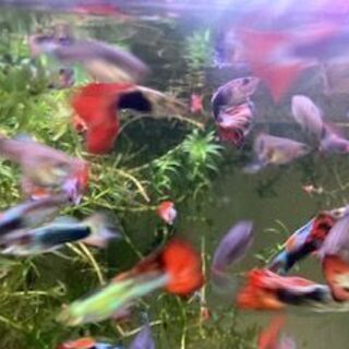 グッピーMIX増えすぎたので、無料提供したい（３回目）