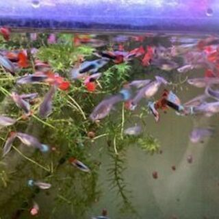 グッピーMIX増えすぎたので、無料提供したい（３回目）の画像