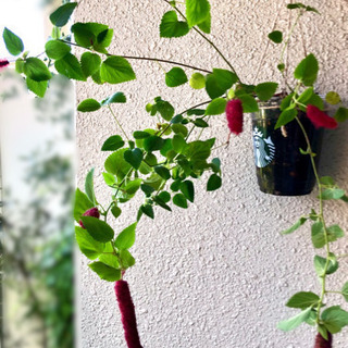 キャットテール（アカリファ）株分け苗①