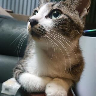 一年未満程の猫ちゃん (手術済み)《飼い主不在届け済み》
