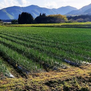 【急募！明日就業できる方】時給1000円　有機農業　玉ねぎ収穫などの農作業補助の画像