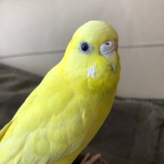 セキセイインコを探しています。(川口市東川口)