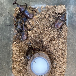 天然カブトムシ