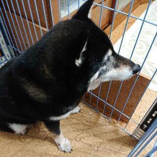 柴犬 黒 ♀ 13才 - 横浜市