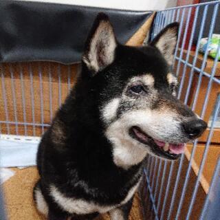 柴犬 黒 ♀ 13才 - 犬