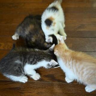 サビ猫メス 21年6月生まれ