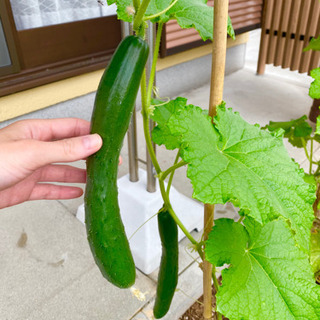 初心者大歓迎🌟家庭菜園なお料理教室🍅🌽🍆の画像