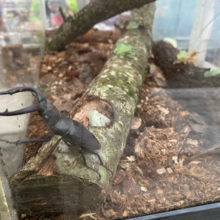 カブトムシ、クワガタどれでも３匹500円