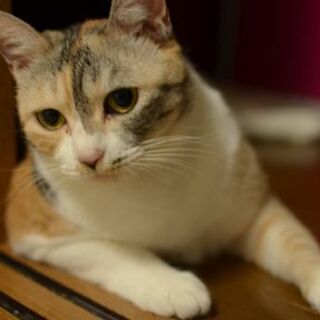 7歳の三毛猫（女の子）　里親を探しています