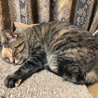 キジトラ猫、探しています