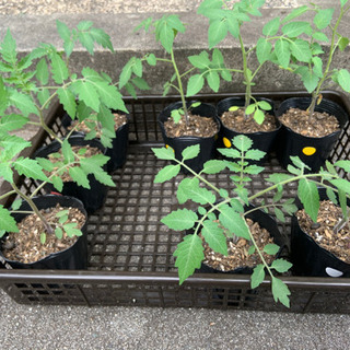 マイクロトマトの苗🌱