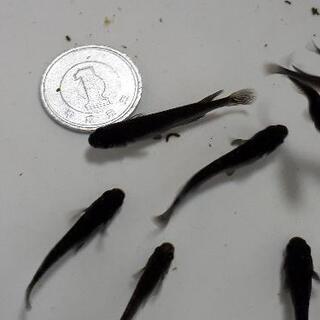 オロチメダカ【1000円】の画像
