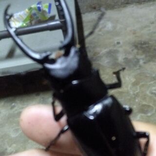 ギラファノコギリクワガタWF1　オス　1頭　その２