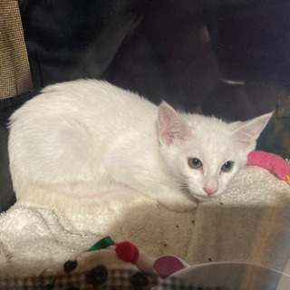 白猫、黒猫の兄弟です。男の子も女の子もいます。 − 和歌山県