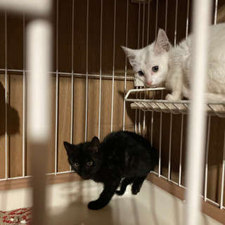 白猫、黒猫の兄弟です。男の子も女の子もいます。 - 里親募集