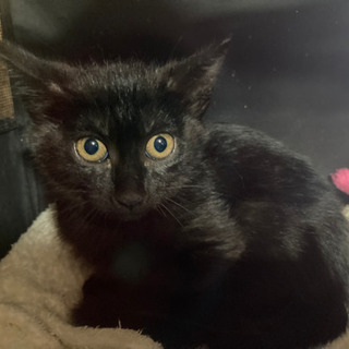 白猫、黒猫の兄弟です。男の子も女の子もいます。 - 猫