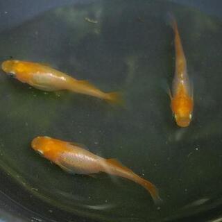 篤姫メダカ　成魚