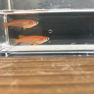 紅帝メダカ