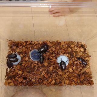 青森県八戸産天然カブトムシ２０頭セットの画像