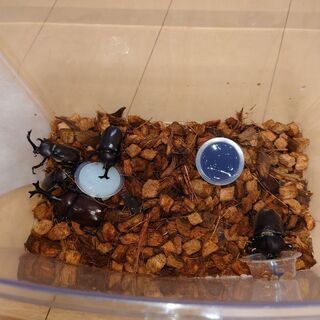 青森県八戸産天然カブトムシ２０頭セット